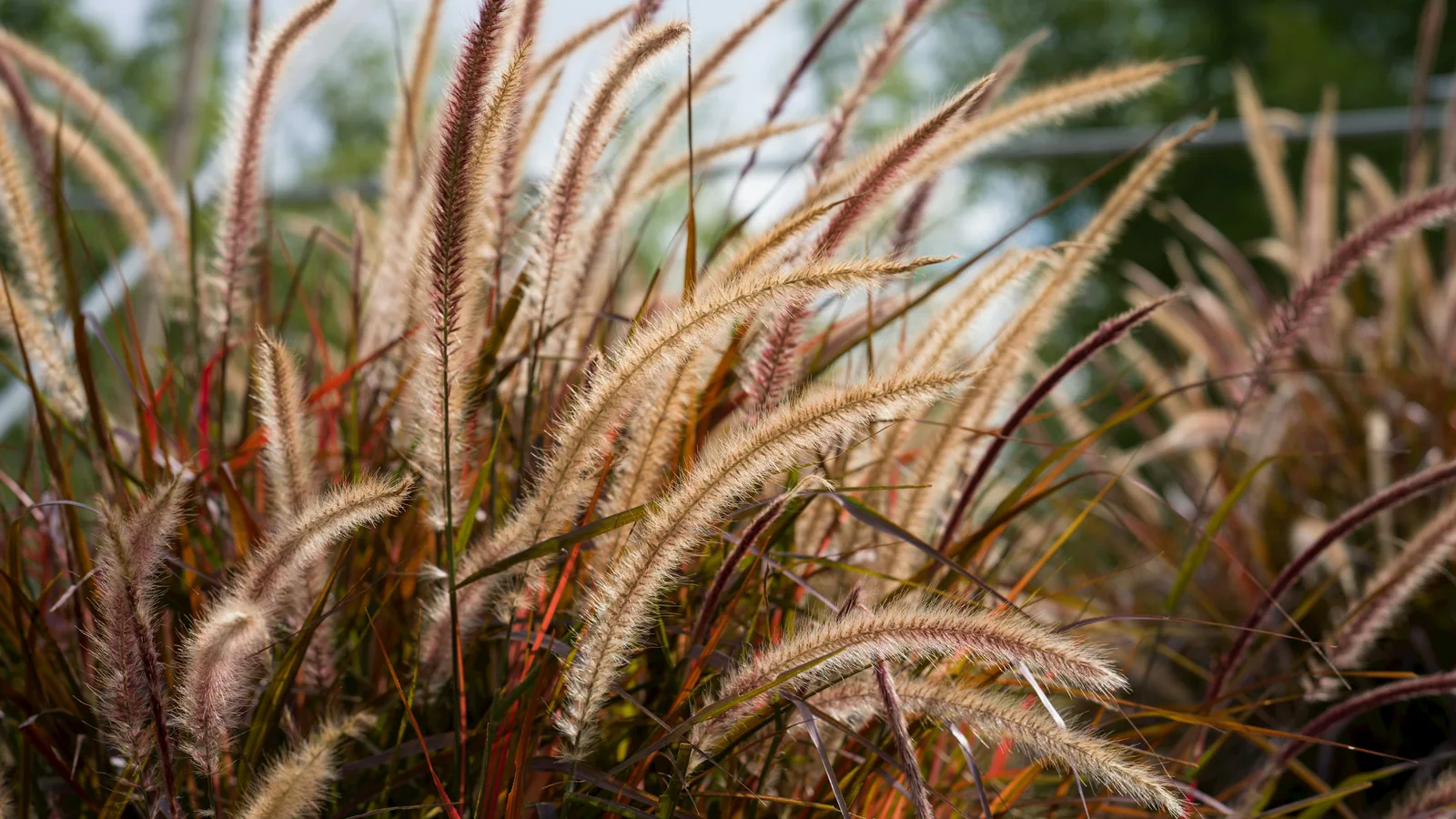 Gräser als Inspiration für eine individuelle Gartenplanung